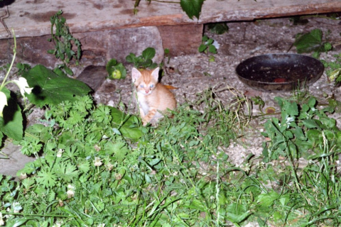 slowenien-04-006_20100719_1115097283